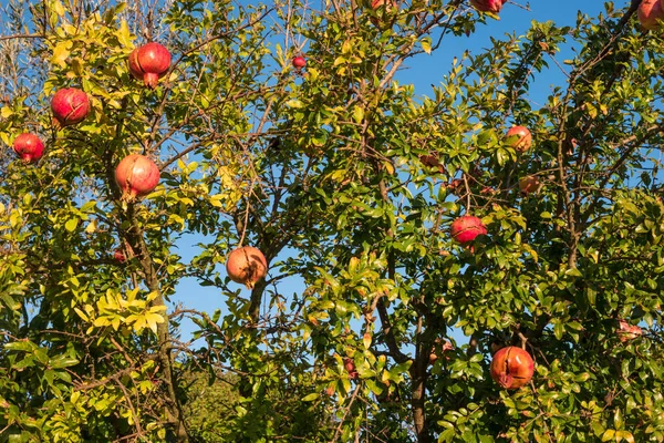 Dojrzały Granat owoc na drzewie. Jesień. — Zdjęcie stockowe