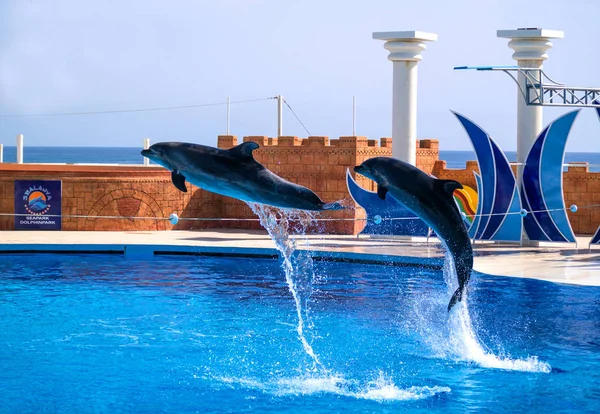 Alanya, Turquía - 3 de mayo de 2014: Dolphin Sealanya - espectáculos con delfines y lobos marinos . — Foto de Stock