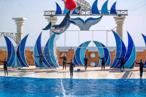 Alanya, Türkiye - 3 Mayıs 2014: Yunus Sealanya - yunuslar ve deniz aslanları featuring gösterir.