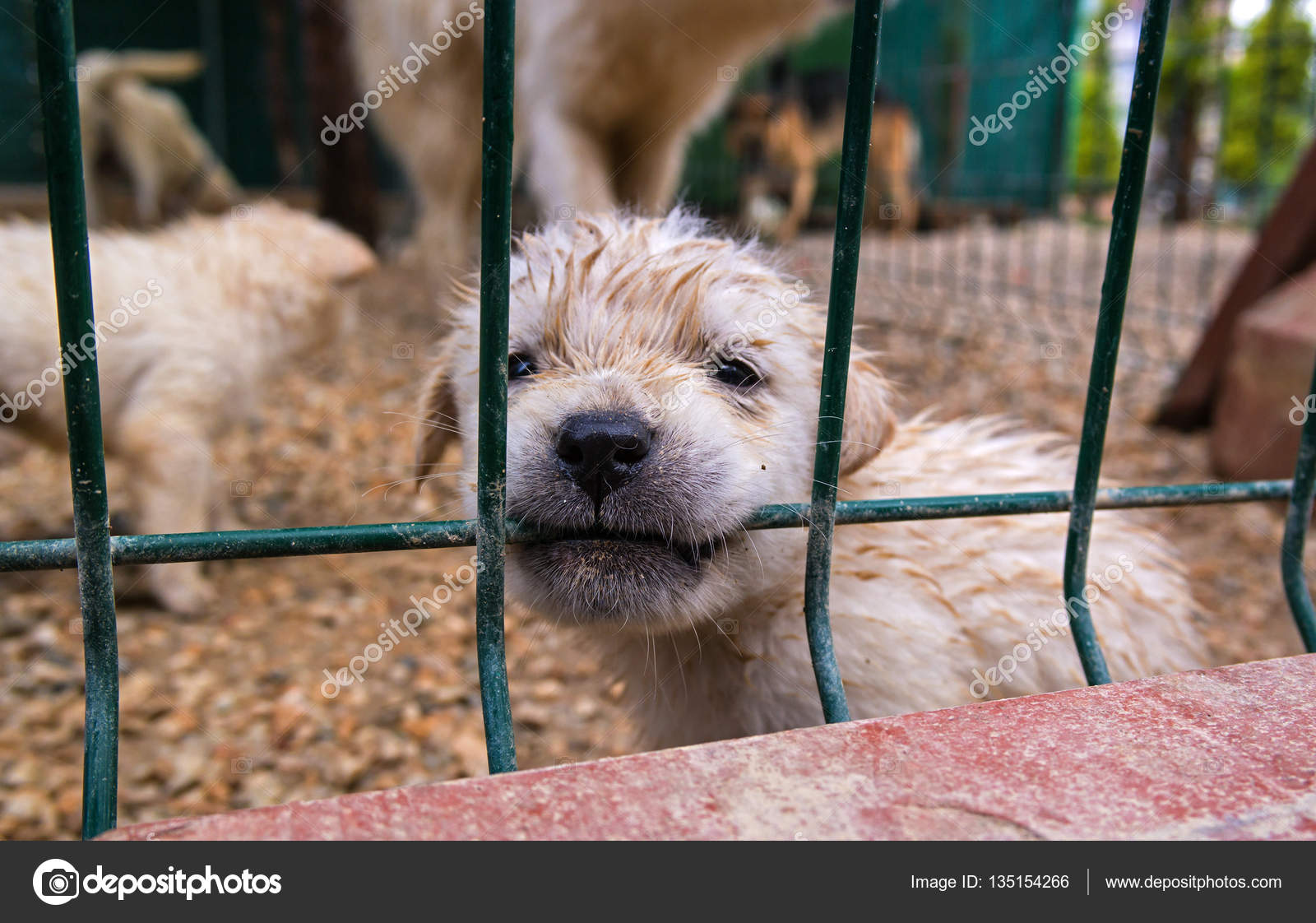 Puppy in a cage. — Stock Photo © Oktober64 135154266