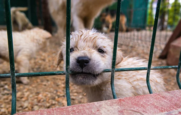 köpek kafes içinde.