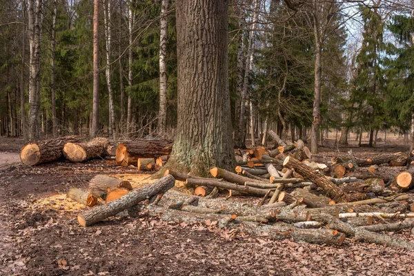 Split tree trunks, lying in the forest. Woodworking industry. Trunks of trees fell to the ground around the tree.