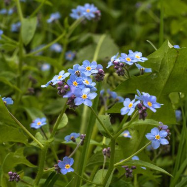 Korun mavi renkteki küçük kır çiçekleri vardır. Çiçek sarı merkezidir.