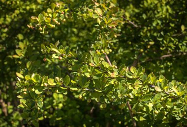 Süs bodur Berberis thunbergii-Latin Berberis thunbergii - Coronita-