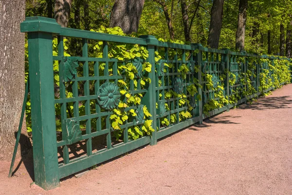 Petergof, Russia - June 5, 2017: Wooden lattice fence of the Great Greenhouse of the lower park. — Stock Photo, Image