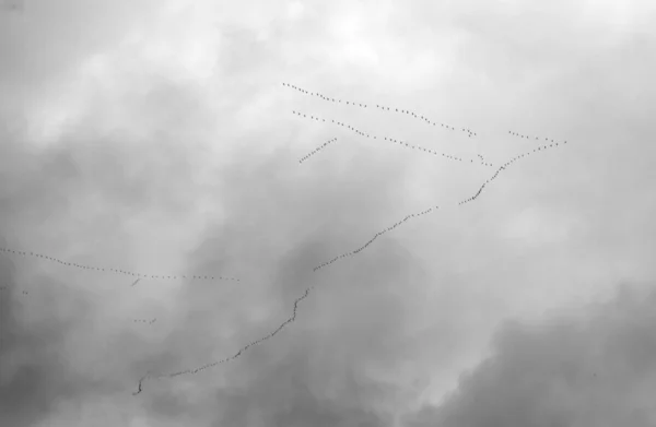 En stor flock ankor flyger söderut. Flocken är byggd i form av en triangel. — Stockfoto