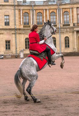 Gatchina, St. Petersburg, Rusya Federasyonu - 30 Eylül 2017: Sirk atı Kazaklar Gatchina Palace tören üzerinde İmparator Paul yıldönümü Rezervasyonun yapıldığı gün ben.