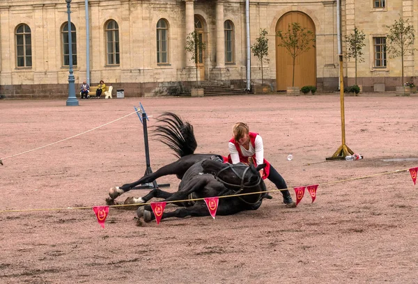 Gatchina, St. Petersburg, Rusya Federasyonu - 30 Eylül 2017: Sirk atı Kazaklar Gatchina Palace tören üzerinde İmparator Paul yıldönümü Rezervasyonun yapıldığı gün ben.