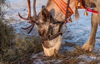Kuzey geyik moss olduğunu. Ren geyiği yosun çok sever. Moss karda olduğunu. Ren geyiği kafasına boynuzları vardır.