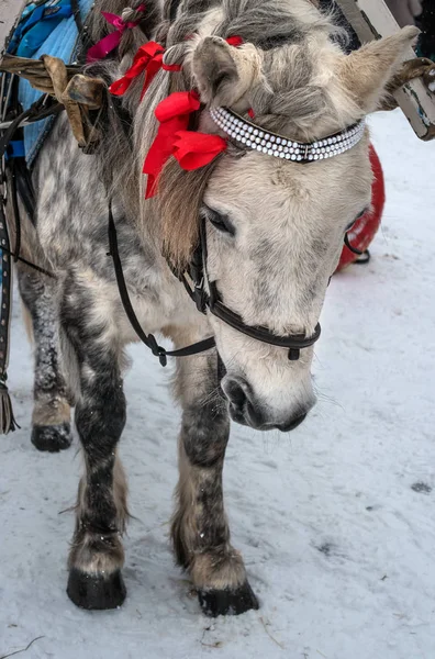 Horse\'s head. Horse gray suit in apples. The horse is harnessed to the sledge. The mane is decorated with red ribbons.