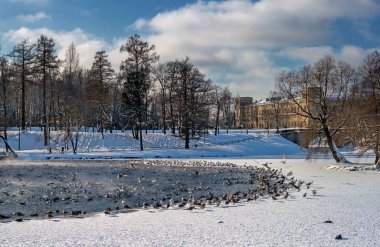 Beyaz Lake Gatchina saraydan görünümünü. Kış. Su birikintisi suda birçok kuş - ördek ve martılar vardır. Ön planda Karpin köprüdür. Gatchina, Rusya Federasyonu.