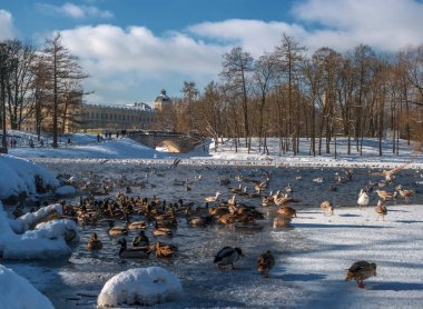 Beyaz Lake Gatchina saraydan görünümünü. Kış. Su birikintisi suda birçok kuş - ördek ve martılar vardır. Ön planda Karpin köprüdür. Gatchina, Rusya Federasyonu.