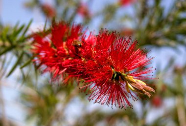 Kırmızı çiçek çalı Callistemon. Arı Callistemon çiçek tatlı nektar arıyorum. Callistemon önümüzdeki kırmızı stamens oluşur.