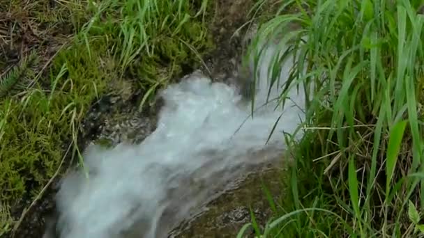 Stormig Fjällbäck Flödar Bubblande Ström Bland Smaragd Gröna Gräset — Stockvideo