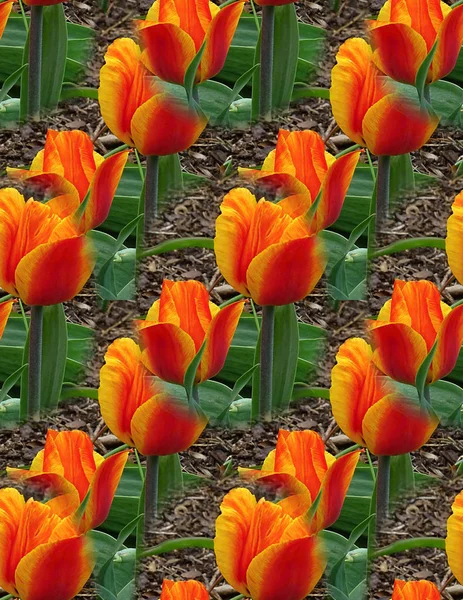 Des tulipes rouge-jaune vif en rangées sont situées sur le lit . — Photo