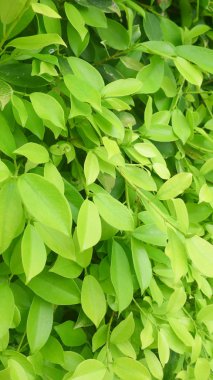 Kapat yeşil yaprak dokusu arkaplanı