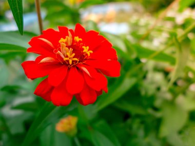 Doğada yakın plan kırmızı zinya