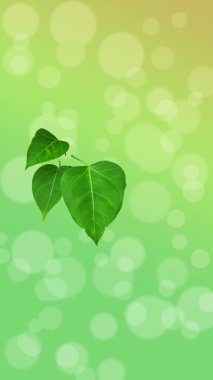 yeşil yapraklı yeşil bisiklet bokeh arkaplanı