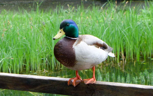 Uzun yeşil çimenli gölün yanındaki parkta vahşi ördek.