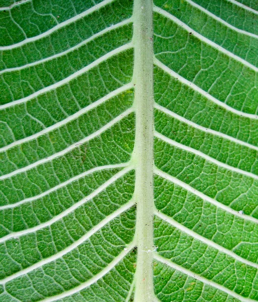 Close Groen Blad Textuur Achtergrond — Stockfoto