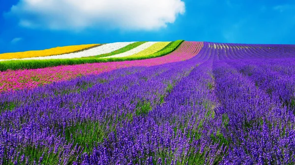 Lavanda Outro Campo Flores Hokkaido Japão Fundo Natureza — Fotografia de Stock