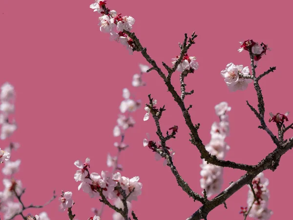 Beautiful pink cherry blossom on pink background