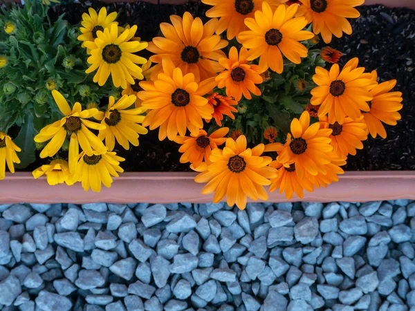 Oranje Gele Bloemen Pot Rotsen Gemalen — Stockfoto