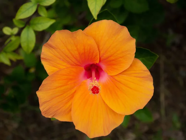 turuncu Hibiscus çiçekleri doğa arka planında