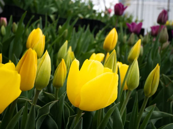 Bahçedeki sarı laleleri kapatın.