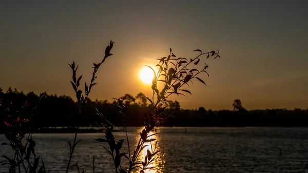 Sonnenlicht Hinter Den Grasblumen Beim Sonnenaufgang — Stockfoto