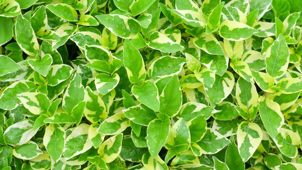 Grünpflanze Garten Sonnigen Tag Für Hintergrund — Stockfoto © npatana
