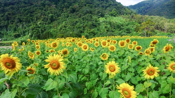 Tayland 'daki dağlık alanda ayçiçeği tarlası