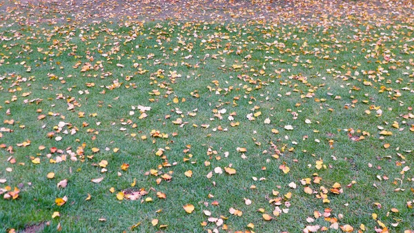秋天树叶落在绿草上 背景照片 — 图库照片