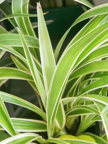 Kapat yeşil yaprak dokusu arkaplanı