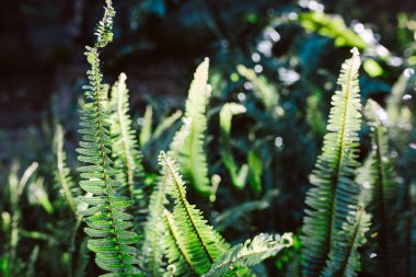 Eğreltiotları meşe ormanında