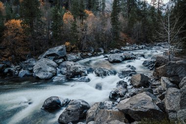 Buzlu dağ nehri kayaların ve ağaçların arasında akıyor.