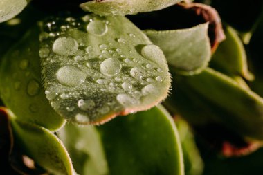 Sert ışıkta kırmızı uçlu sulu