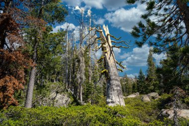 Kaliforniya'nın Sierra Neva bir ormanda duran büyük ölü ağaç