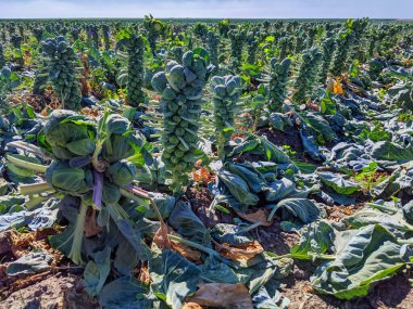 Santa Cruz, Kaliforniya 'da hasat için Brüksel lahanası hazır.