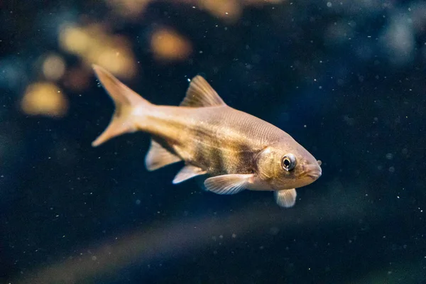 캘리포니아 민물고기 물고기 — 스톡 사진
