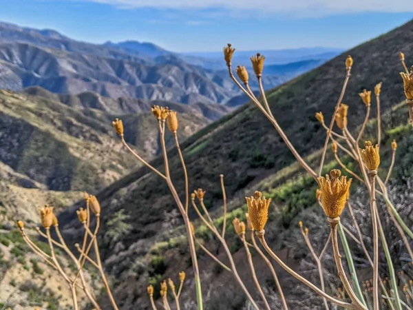 Primer Plano Vainas Secas Amapola Matilija Creciendo Silvestre Las Montañas —  Fotos de Stock