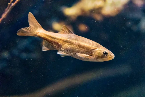 캘리포니아 담수어 물고기 — 스톡 사진