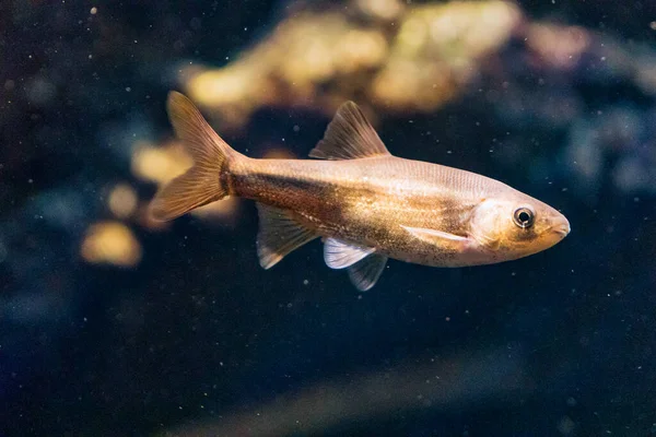 California Tatlı Akıntısı Yüzen Yerli Bir Balık — Stok fotoğraf