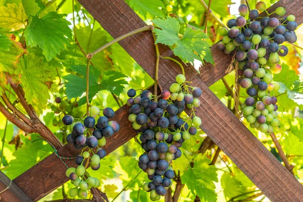 Many Grapevines on a wooden structure in a garden