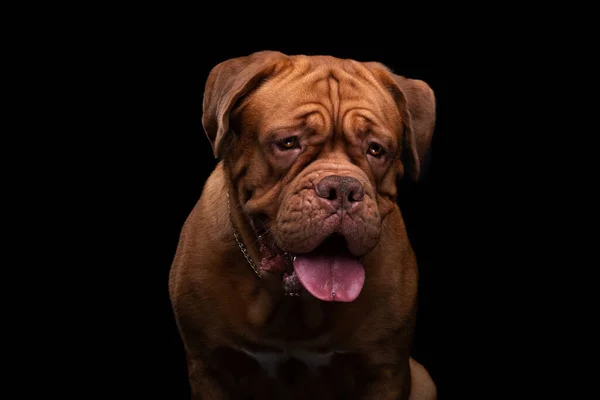 Mastim francês Dogue de Bordeaux Studio Shot — Fotografia de Stock