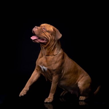 Fransız Mastiff Dogue de Bordeaux Stüdyo Çekimi