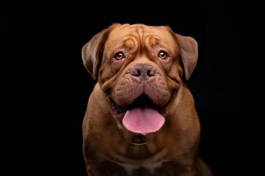 Fransız Mastiff Dogue de Bordeaux Stüdyo Çekimi