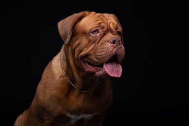 Fransız Mastiff Dogue de Bordeaux Stüdyo Çekimi