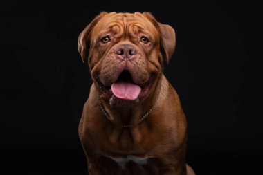 Fransız Mastiff Dogue de Bordeaux Stüdyo Çekimi