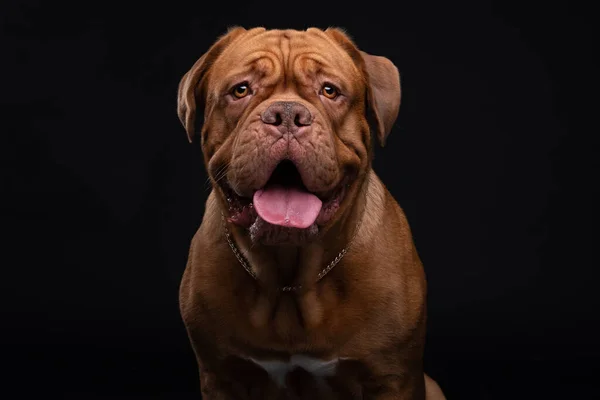 Franska Mastiff Dogue de Bordeaux Studio Skott — Stockfoto